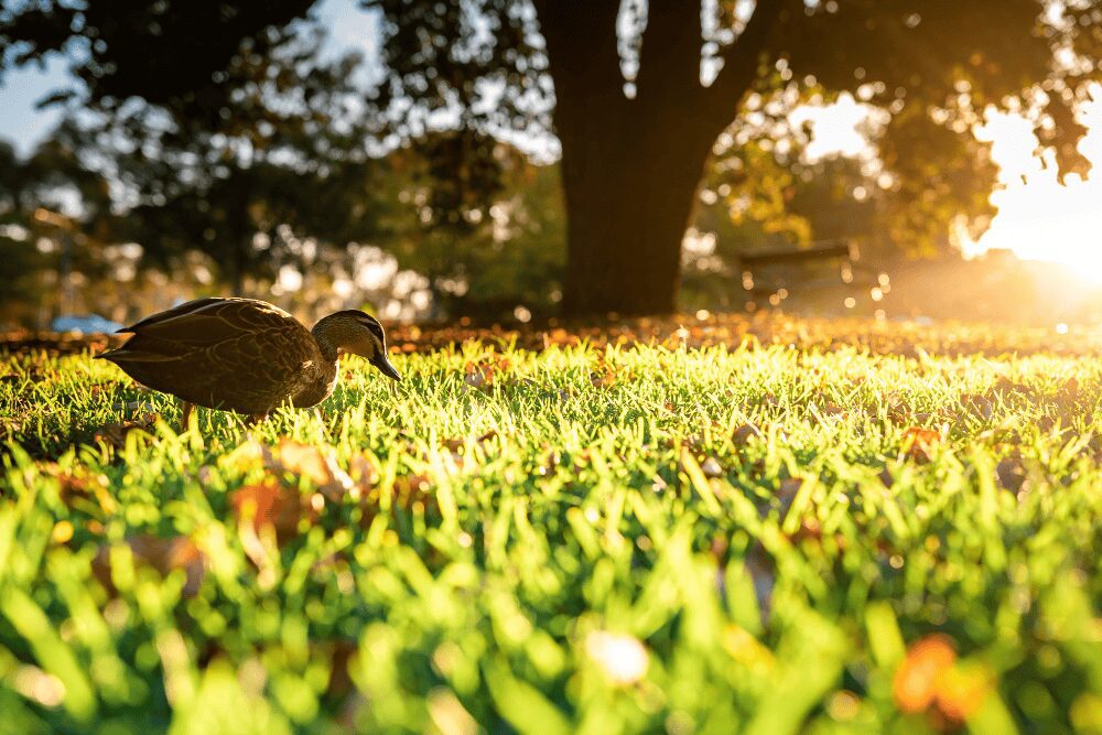 Cria de patos